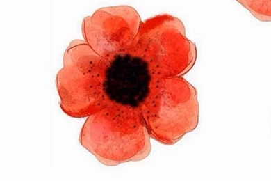 Red Flowers ★ Find More Watercolor