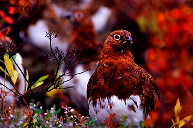 40 HD Lovely &amp; Colorful Bird Wallpapers 1376 :: Colorful Birds ...