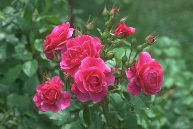 Lovely HD Widescreen wallpapers