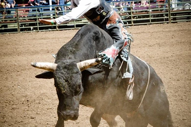 Bull Rider Wallpapers Driverlayer Search Engine