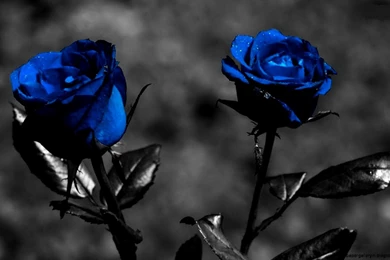 Beautiful Black Rose Flower Wallpapers