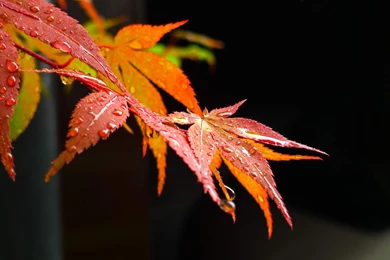 Maple Leaf Desktop Wallpapers ~ Toptenpack.com