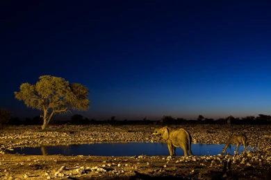 Download The Sahara Night Light Wallpaper, Sahara Night Light ...