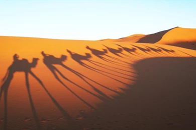 Camels Shadow In Sahara Desert Wallpapers