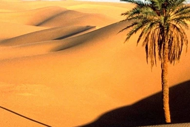 1080x1920 Sky Dunes Sahara Palm Tree Galaxy S4 Wallpapers