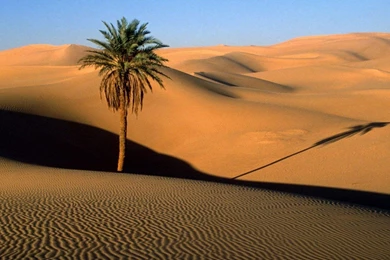 Desert Palm Trees Dunes Sahara Wallpapers