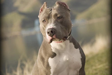 Pitbull Dogs Pack 2 Wallpapers   Android Apps And Tests   AndroidPIT