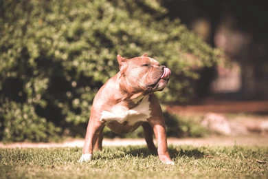 Download Wallpapers 3840x2400 Dog, Pit Bull, Grass, Aggression ...