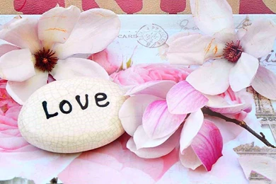 Flowers: Magnolias Love Flowers Colors Pink Romantic Softness ...