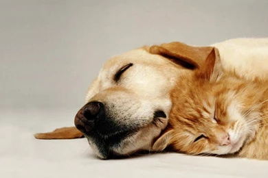 SLEEPING CAT AND DOG WALLPAPER   (