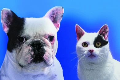 High Resolution Wallpaper: Funny Cats & Dogs Wallpapers