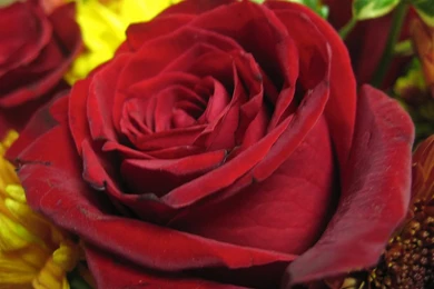 Rose Wallpapers Download   Wallpapers HD Base