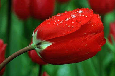 Rose Wallpapers Download   Wallpapers HD Base