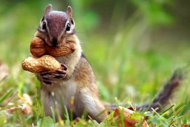 Wallpapers Animal Squirrel With Nuts HD Desktop Wallpapers