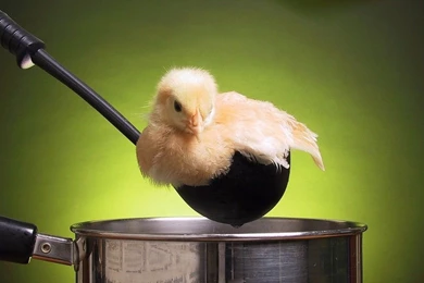 Free Desktop Wallpapers Animals   Wallpapers Cave