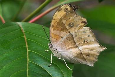 Free Desktop Wallpapers Animals   Wallpapers Cave