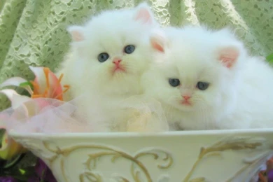 Baby Animals Wallpapers: Animals Dogs Puppies High Quality ...