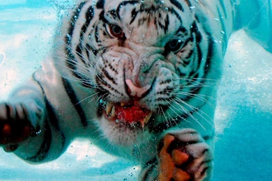 Animals Of The World`s Geographic HD Wallpapers 5 － Animal ...