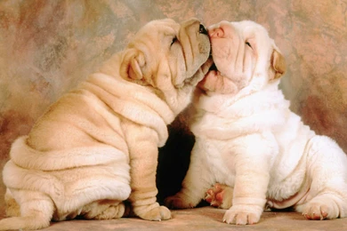 Animals Wallpapers 009, Free Desktop Wallpapers, Cool Wallpapers