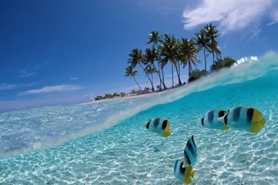 Fish Wallpaper Images Wonderful   Fullwidehd.com