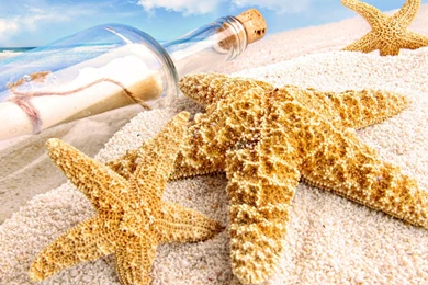 Starfish Ocean Sea Sealife Fish Bokeh Cool >> HD Wallpaper, Get It ...