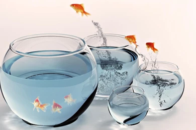 Cool, Fish, Nice   Wallpapers – Yoyowall.com