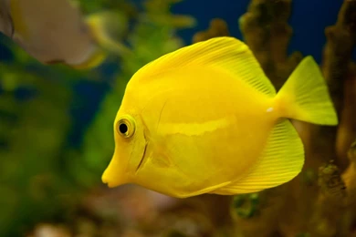 55+ Most Selective Fish Wallpapers: Don't Miss   Over The Top Mag