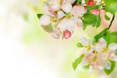 Fresh And Elegant Trap Flower: Apple Spent Desktop Wallpapers 7 ...