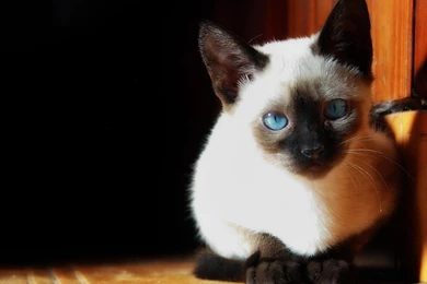 Siamese Cat Wallpapers