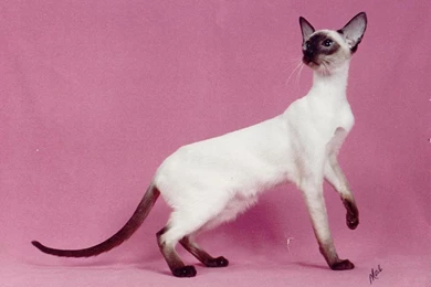 Siamese Cat Wallpapers Background Images
