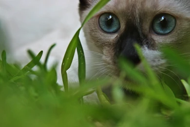 Beautiful Siamese Cat Hd Wallpapers Hd Wallpapers
