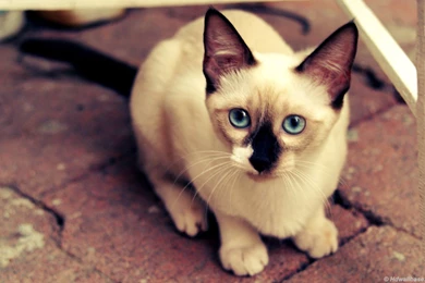 Siamese High Resolution Wallpapers
