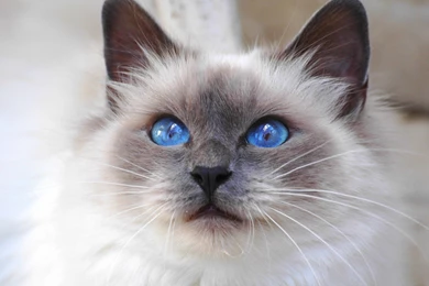 Cats Blue Eyes Animals Siamese : Desktop And Mobile Wallpapers ...