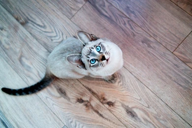 Siamese cat blue eyes hd wallpapers   Magic4Walls.com
