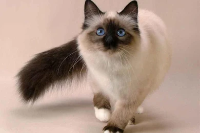 Walking Siamese Photo And Wallpaper. Beautiful Walking Siamese ...
