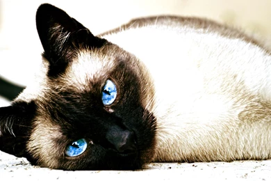Cat, Siamese Cats, Animals, Blue Eyes Wallpapers HD / Desktop And ...