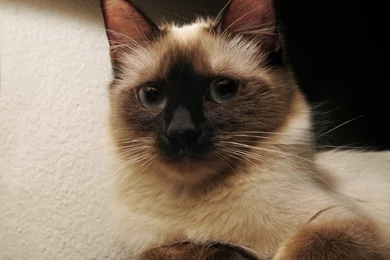 Download Wallpapers 1400x1050 Cat, Kitten, Siamese, Spotted, Gray ...