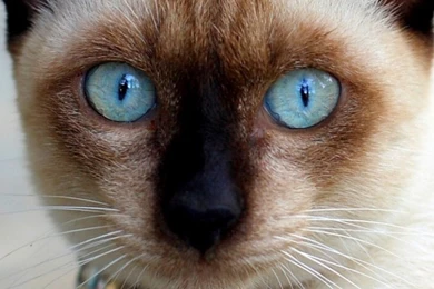 Download Wallpapers 1080x1920 Cat, Blue eyed, Siamese, Lie Sony ...