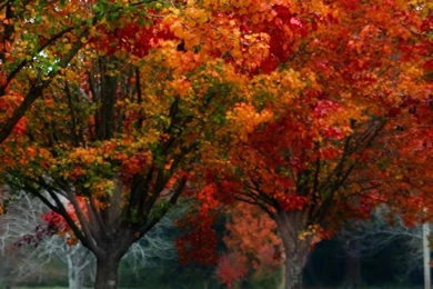 Fall Trees Color Nature Red Yellow Orange Driveway 4k  HD Wallpapers