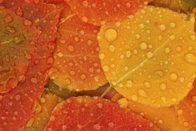 Phone Backgrounds On Pinterest