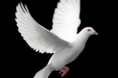 White Pigeon With Black Ground Wallpapers New Beautiful Images Of ...