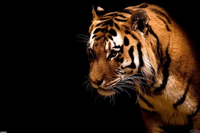 Tiger On A Black Backgrounds Wallpapers