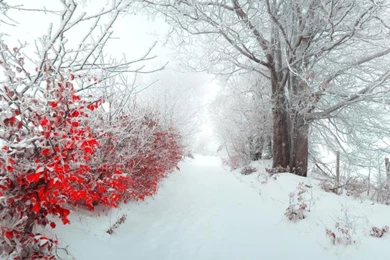 Snowy Path Wallpaper,1920x1200 HD Wallpaper,artistic HD Wallpapers ...