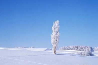 Winter Dreamland   Snowy Winter Landscape Wallpapers   Wallcoo.net