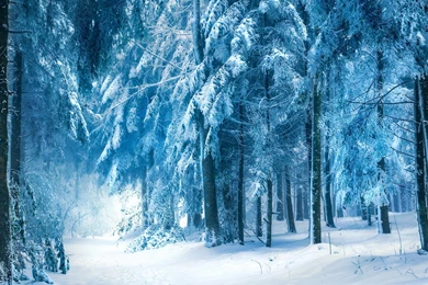 Winter Landscape, Snow Forest Wallpapers