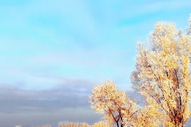 640x1136 Snowy Winter Landscape Iphone 5 Wallpapers