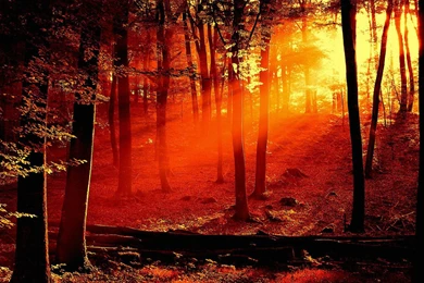 Download The Forest Of Orange Wallpaper, Forest Of Orange iPhone ...