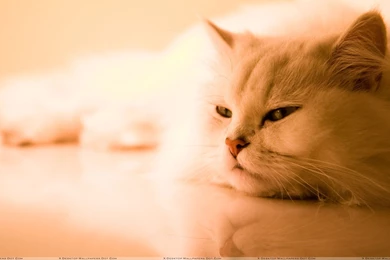 Sweet Cat Laying Pose Wallpapers
