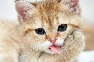 Cute Cat Wallpapers