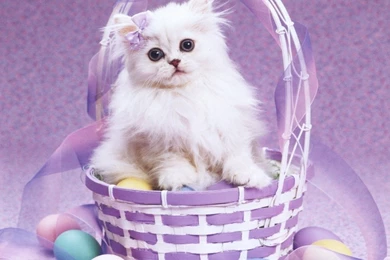 Cats Images, Pictures